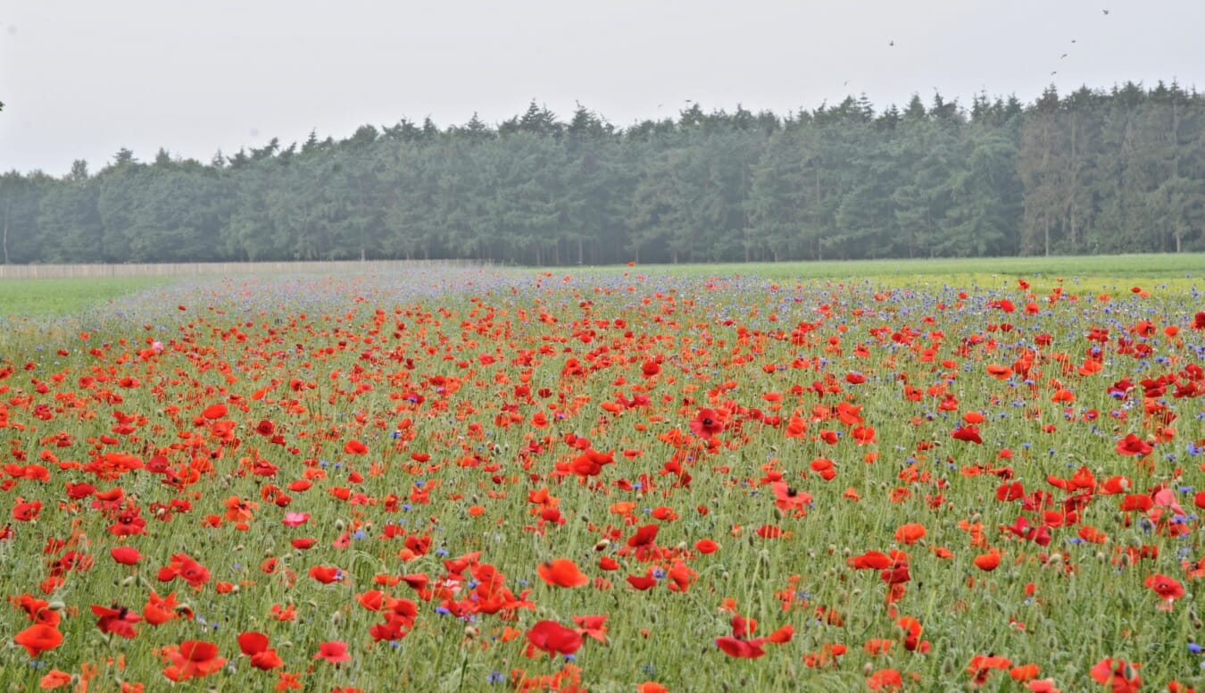 Bloemenweide