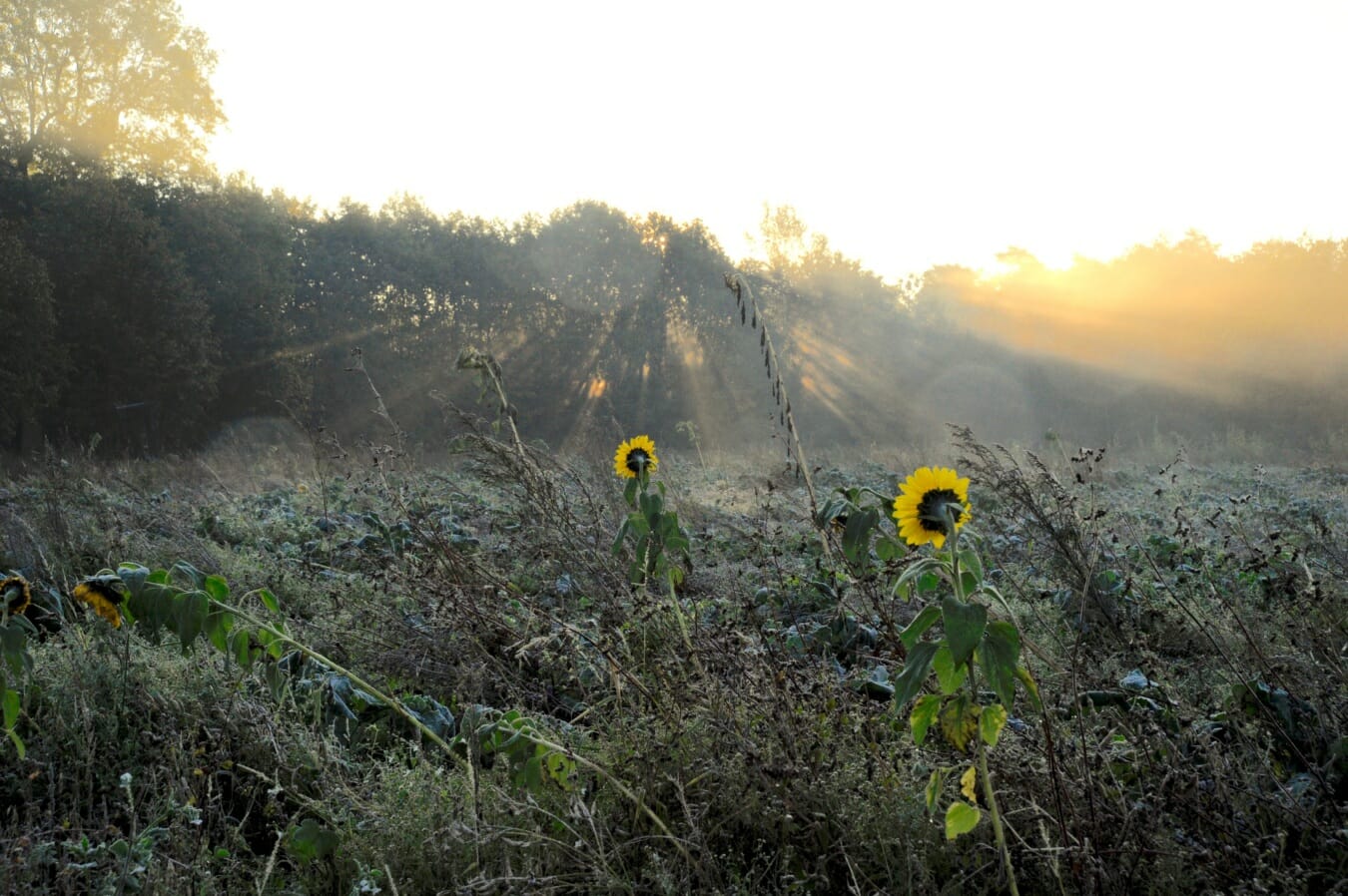 Bloemenweide