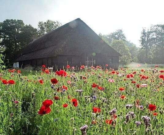 <p>Klaprozen en andere wilde bloemen rondom de boerderij en het atelier van Mulders.</p>
