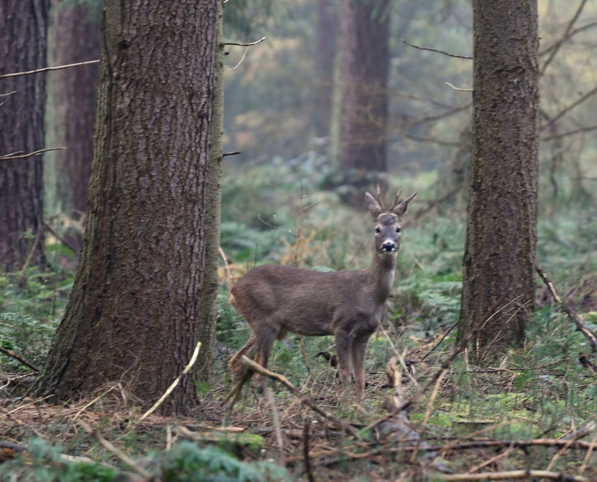 Forest of the Holy Spirit